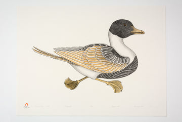 Kananginak Pootoogook "Swimming Duck," 1985, colour lithograph, edition 15/50