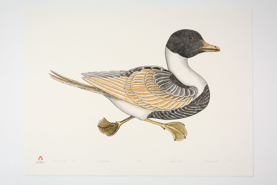 Kananginak Pootoogook "Swimming Duck," 1985, colour lithograph, edition 15/50
